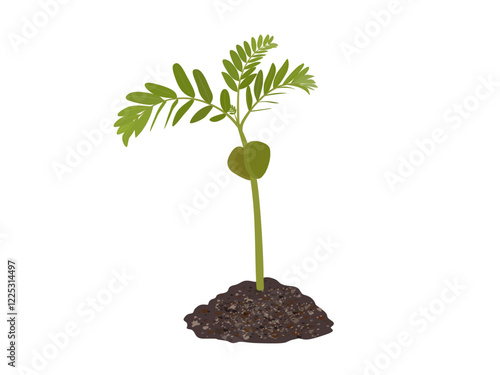 Tamarindus indica on a white background.