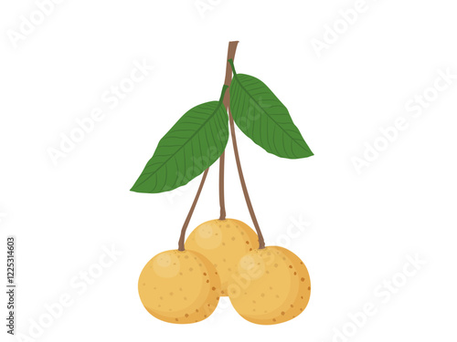 Sweet longan on white background.