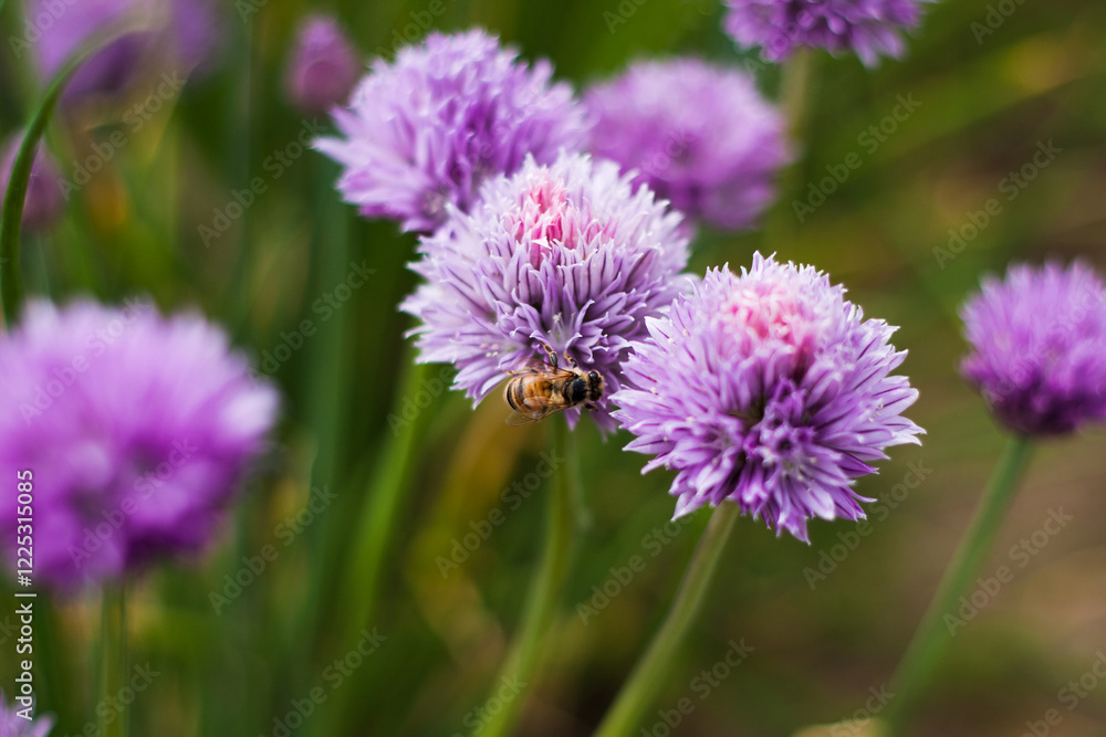 Macro of onion blossoms. Extremely beautiful shape and texture of blossom with calming purple color Macro of onion blossoms. Extremely beautiful shape and texture of blossom with calming purple color