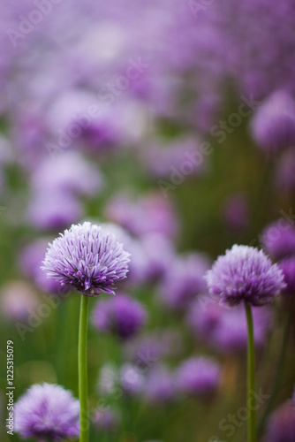 Macro of onion blossoms on field showing its calming beauty   photo