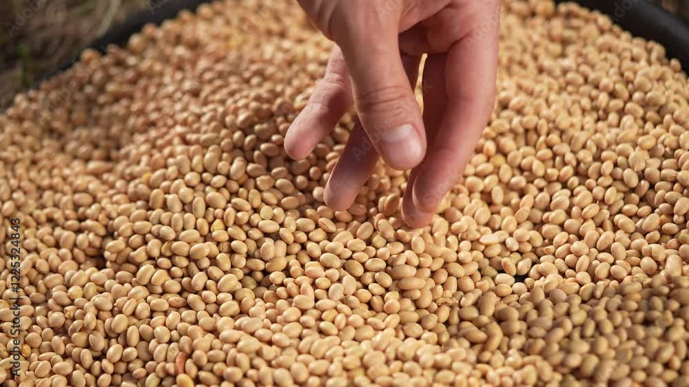 soybean agriculture. farmer touching soybean grains close-up. agriculture business soy a farm concept. farmer hands are lifestyle sorting out soybean grains holding in his hands soybean agriculture. farmer touching soybean grains close-up. agriculture business soy a farm concept. farmer hands are lifestyle sorting out soybean grains holding in his hands