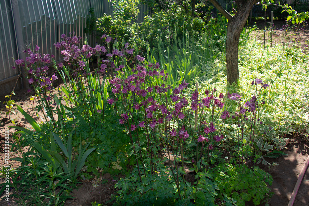 Pink aquilegia flowers in the shade of an apple tree in the garden in summer Pink aquilegia flowers in the shade of an apple tree in the garden in summer