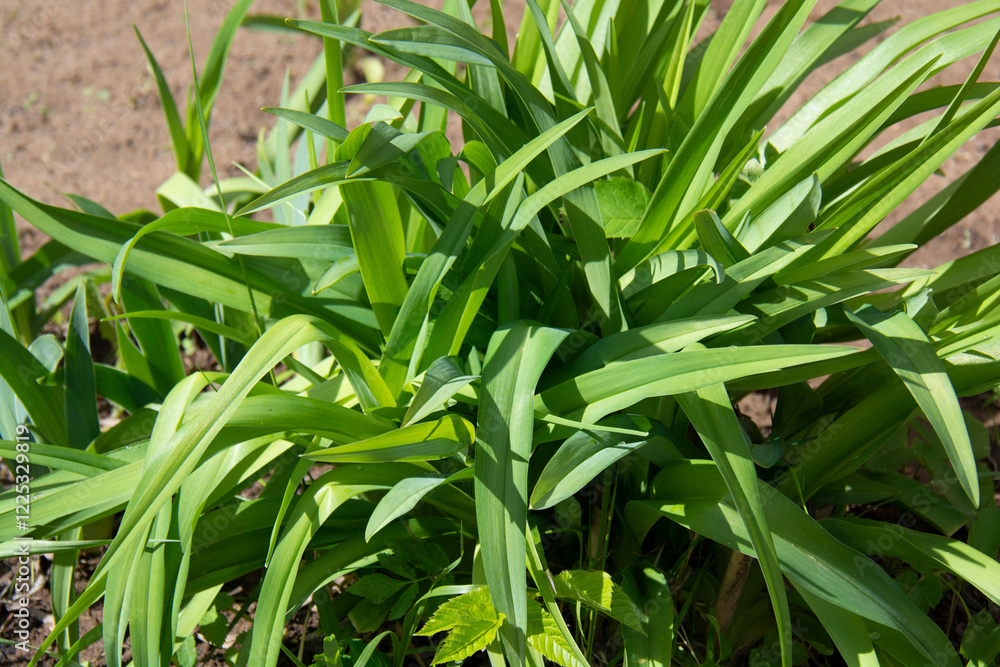 Obraz premium Green daylily bushes in the garden in spring