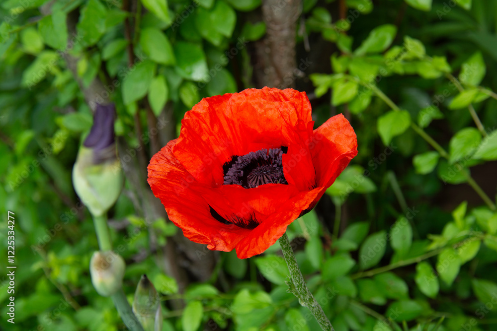 Beautiful red poppy with a black center in the garden in summer Beautiful red poppy with a black center in the garden in summer