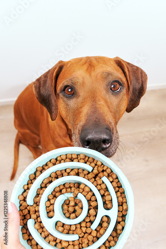 Slow feeder dog bowl. Dog food. Top view of sitting dog and slow feeder bowl with kibble. 