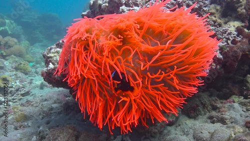 Symbiosis of anemones and amphiprions.  Diving near the islands of Apo and Negros. Philippines. 