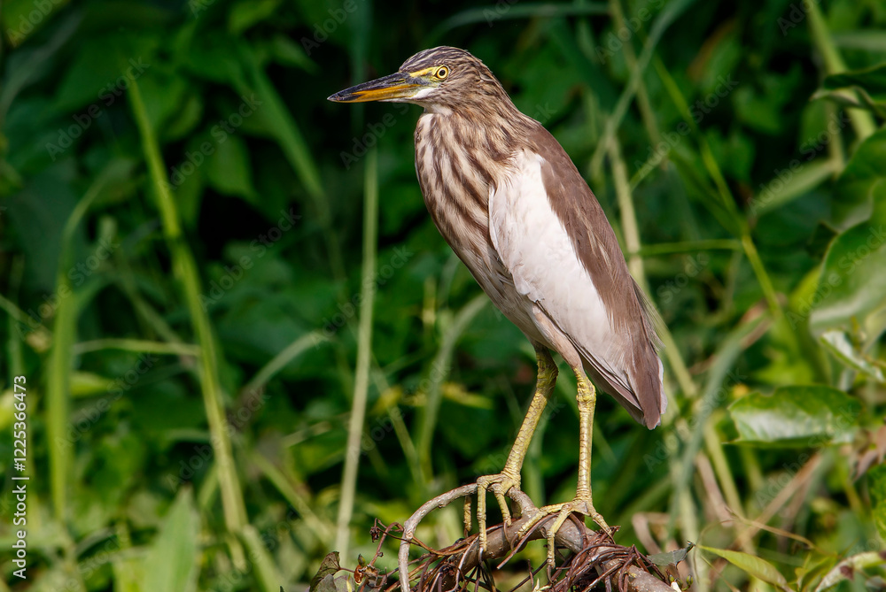 Obraz premium Pond heron