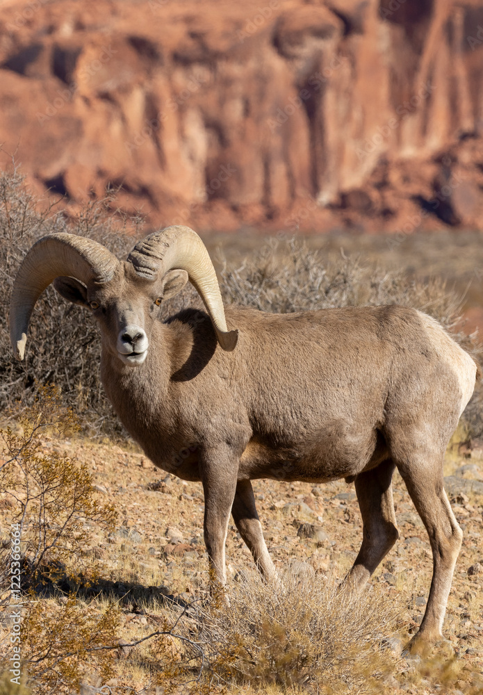 Desert Bighorn Sheep Ram in Valley of Fire State Park Nevada in Winter Desert Bighorn Sheep Ram in Valley of Fire State Park Nevada in Winter
