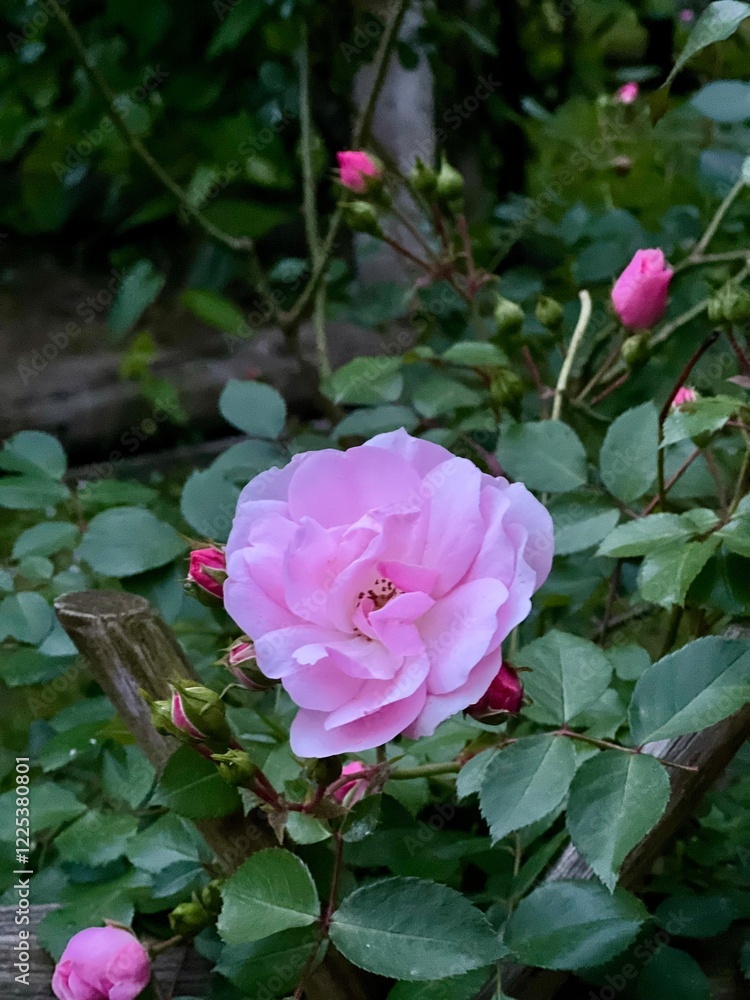 Vertical photo of a pink rose flower close-up with green leaves and rosebuds. Perfect for floral designs, romantic themes, nature concepts, or projects emphasizing elegance, love, and natural beauty. Vertical photo of a pink rose flower close-up with green leaves and rosebuds. Perfect for floral designs, romantic themes, nature concepts, or projects emphasizing elegance, love, and natural beauty.