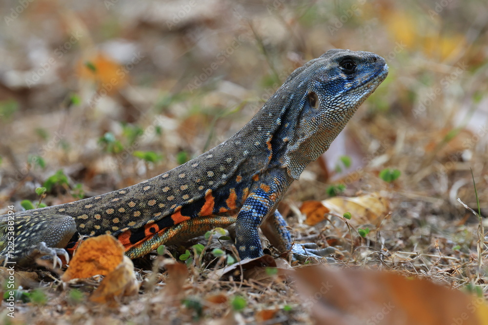 Naklejka premium Common butterfly lizard (Leiolepis Belliana) or simply butterfly lizard, It has yellow spots on its back, and small orange and black lines on its sides. Huai Kha Khaeng Wildlife Sanctuary,THAILAND