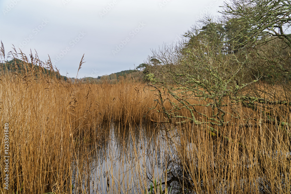 Obraz premium L’étang de Trunvel en hiver, entouré de hautes herbes, reflète un ciel bleuté dans ses eaux calmes, créant un paysage apaisant.