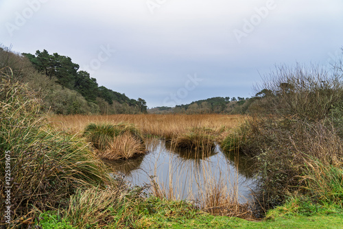  Des touffes d’herbes immergées flottent à la surface de l’étang de Trunvel, tandis que des herbes au bord de l’eau ajoutent de la couleur au paysage hivernal. photo