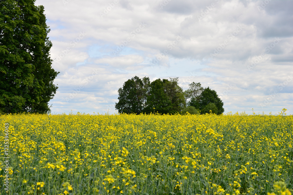 Rapeseed Field Under Cloudy Sky with some green trees agriculture Rapeseed Field Under Cloudy Sky with some green trees agriculture