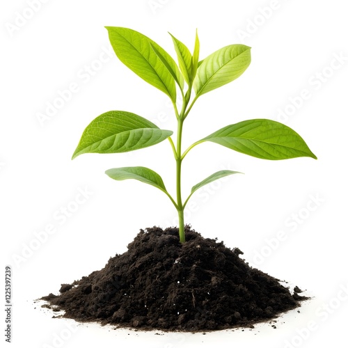 Wallpaper Mural Green Sapling Growing in Soil Isolated on White Background Torontodigital.ca