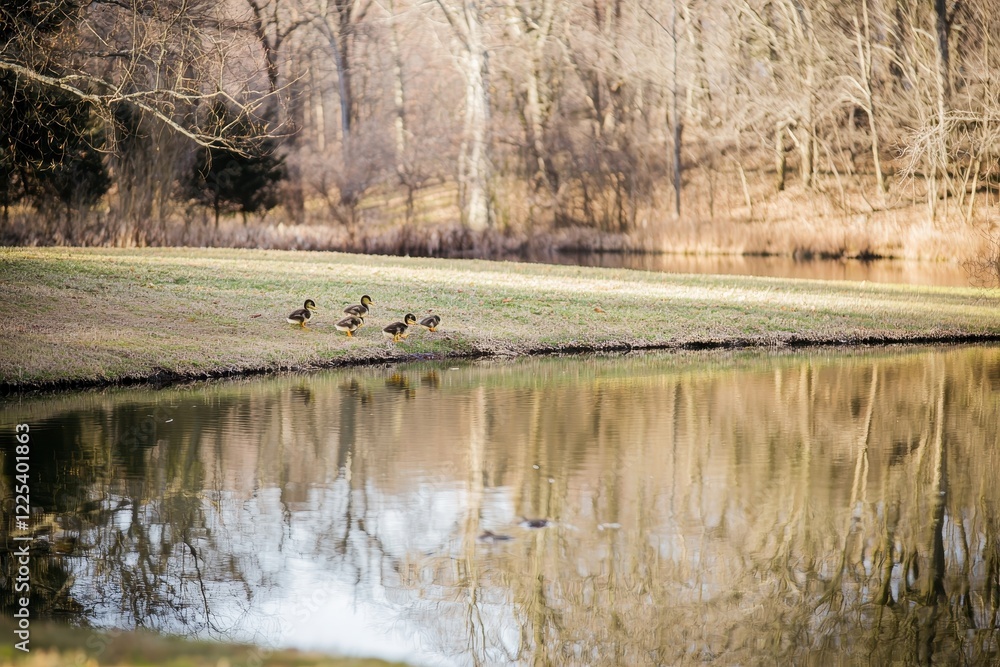 Ducklings by a Pond A group of fluffy ducklings waddling near a still pond reflecting the surrounding trees Ducklings by a Pond A group of fluffy ducklings waddling near a still pond reflecting the surrounding trees