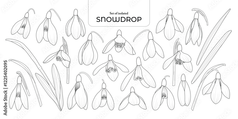 Fototapeta premium Set of isolated Snowdrop. Cute flower illustration in hand drawn style. Black outline and white plain on a transparent background.