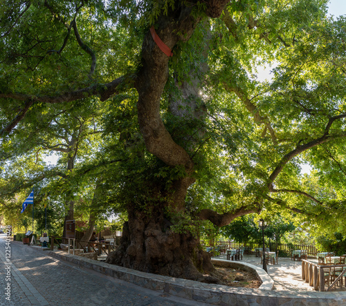 Plane Trees of Krasi, Crete, Greece, the oldest tree with a perimeter of 24 meters is supposed to be approximately 2000 years old
