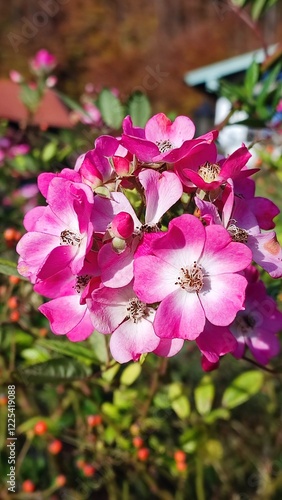 pink rose bush