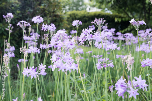 Beautiful Society Garlic (tulbaghia violacea) flowers.