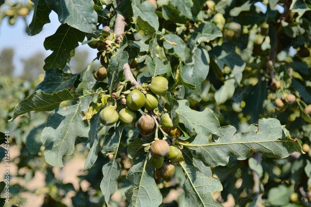 Fototapeta premium Hazelnut Shrub Close-Up A hazelnut bush with clusters of green, unripened nuts in soft focus. 