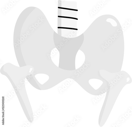 pelvis icon