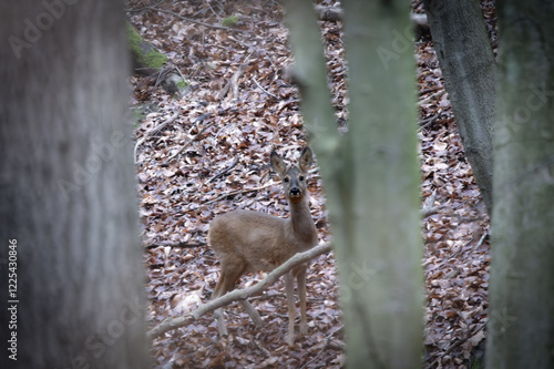Fotografi A young roe deer (Capreolus capreolus) in the forest, nestled within its natural environment, surrounded by trees and underbrush