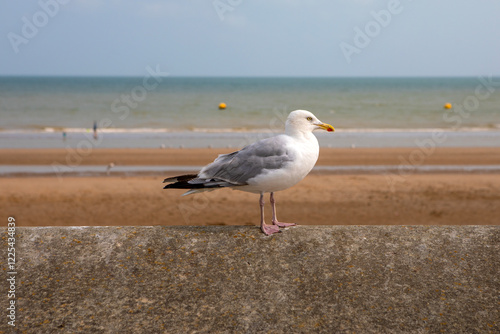 Gull at the Beach in Dymchurch, Kent, UK photo