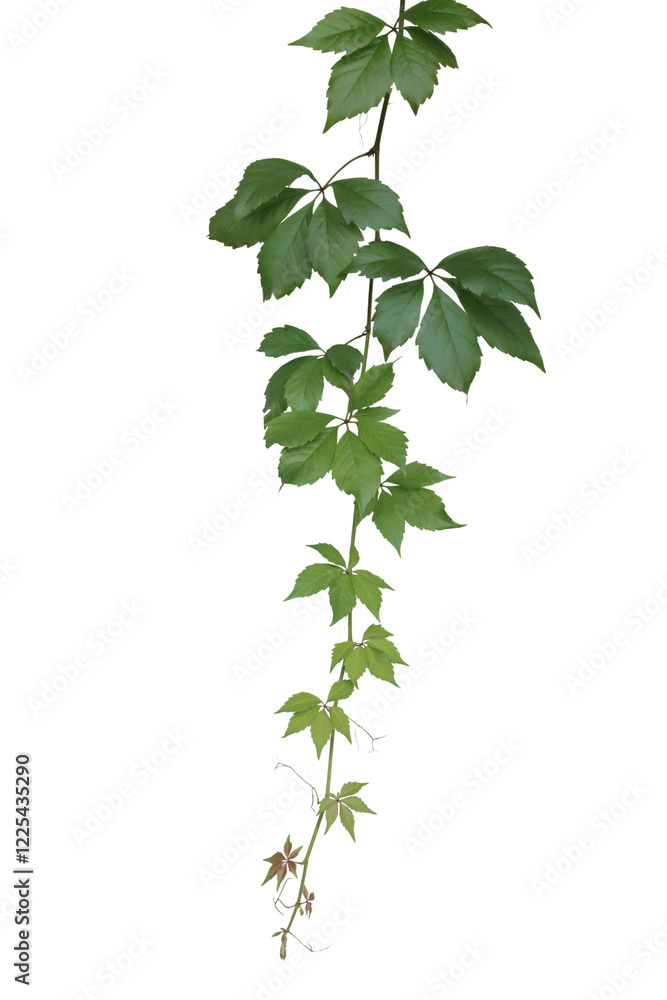 Branch of wild grapes isolated on transparent background Branch of wild grapes isolated on transparent background
