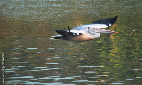 Graceful pelican gliding over water