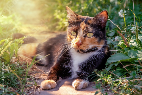 calico cat lies outside and basks in the sun