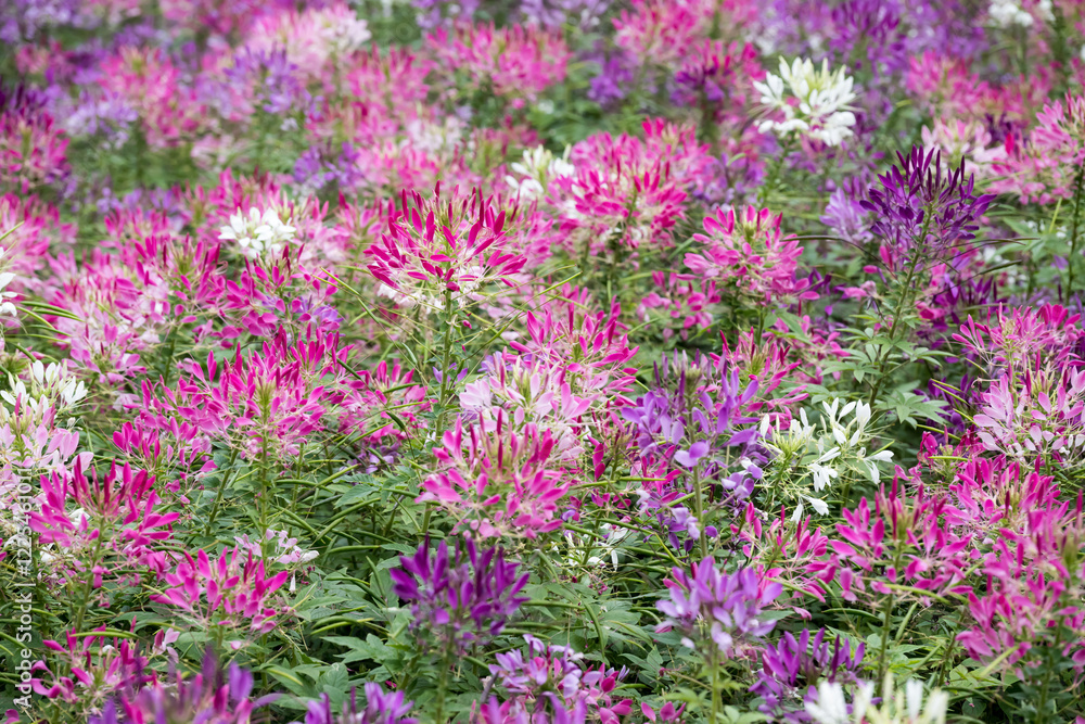 Beautiful Spiny Spider-flowers (Cleome spinosa) . Beautiful Spiny Spider-flowers (Cleome spinosa) .