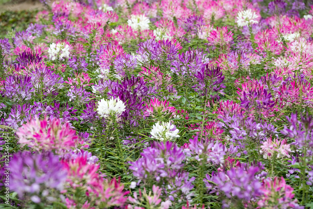 Obraz premium Beautiful Spiny Spider-flowers (Cleome spinosa) .