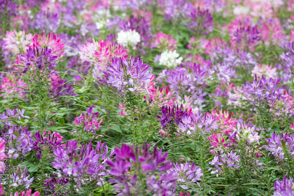 Beautiful Spiny Spider-flowers (Cleome spinosa) . Beautiful Spiny Spider-flowers (Cleome spinosa) .