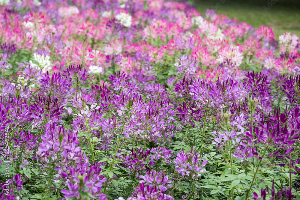 Obraz premium Beautiful Spiny Spider-flowers (Cleome spinosa) .