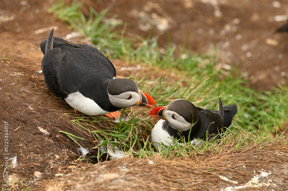 Naklejka premium Atlantic Puffin, (Fratercula arctica), North Iceland