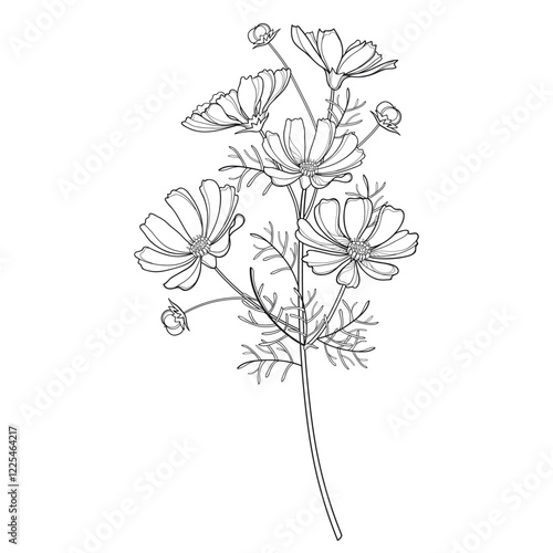 Stem with outline Cosmos or Cosmea bunch with leaf and bud in black isolated on white background. 