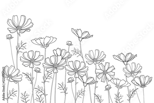 Bunch with outline Cosmos or Cosmea flowers, buds and leaf in black isolated on white background. 