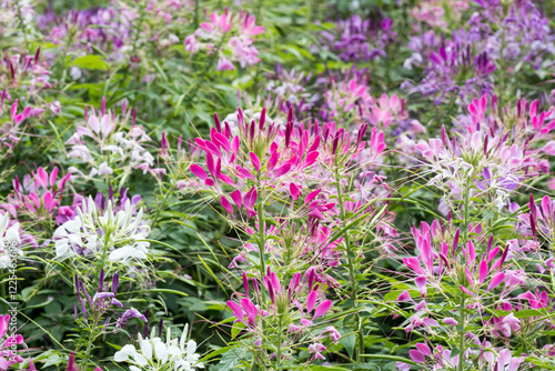 Beautiful Spiny Spider-flowers (Cleome spinosa) .
