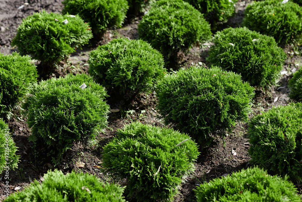 Fototapeta premium Background shot of clear rows of round shaped thuja shrubs for sale growing healthy and fresh under bright summer sunlight in garden center