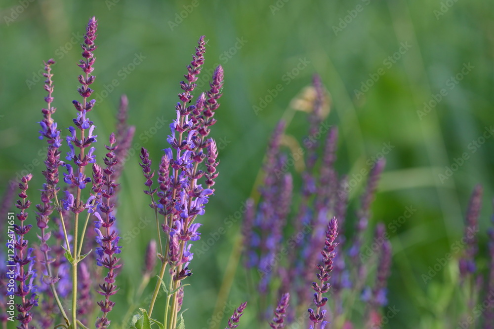 Sage flowers in summer in a field Sage flowers in summer in a field