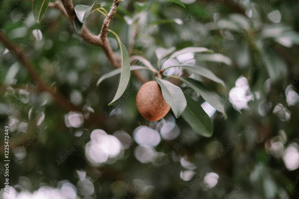 Obraz premium Sapodilla on Branch
