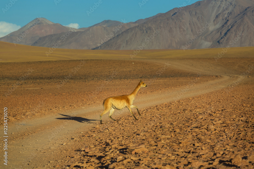 Naklejka premium Vicuna