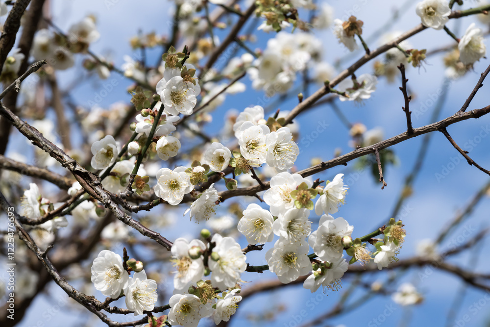 Beautiful plum flowers in thepark. Beautiful plum flowers in thepark.