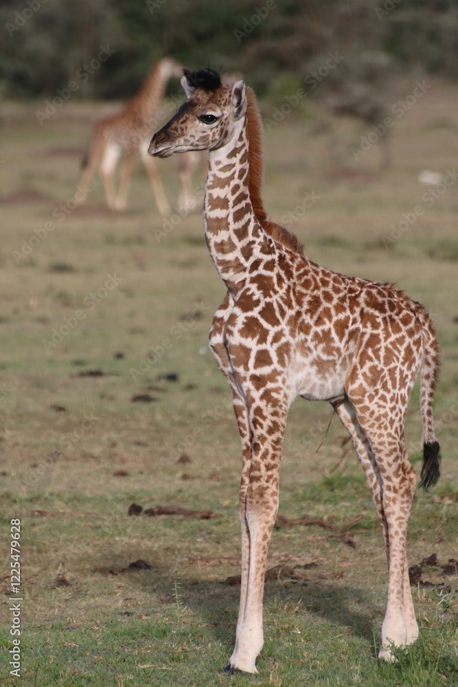 Obraz premium Giraffe in the wild