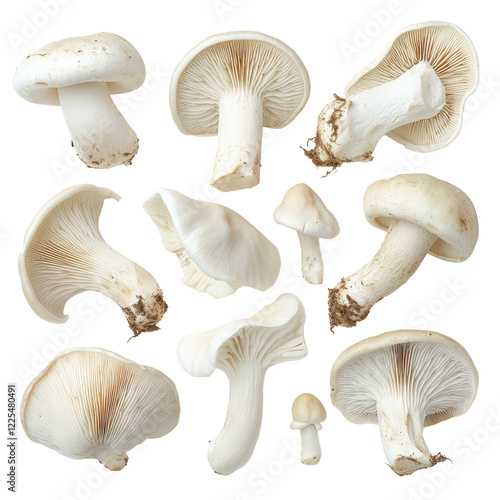 Isolated Collection of Various White Mushroom Types