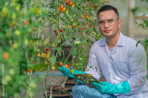 Scientist or food researchers collecting tomato samples for laboratory experiments aimed at improving tomato varieties,Asian farmers harvest ripe tomatoes for sale and delivery to processing factories photo