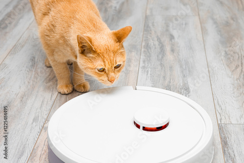 ginger cat sniffs robot vacuum cleaner, close-up. cleaning cat hair with a robot vacuum cleaner. curious cat. pet care home photo