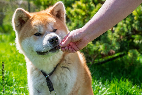 chien akita inu en portrait, prenant gentiment une friandise pour chien de fabrication maison, joli chien akita assis, dans un jardin