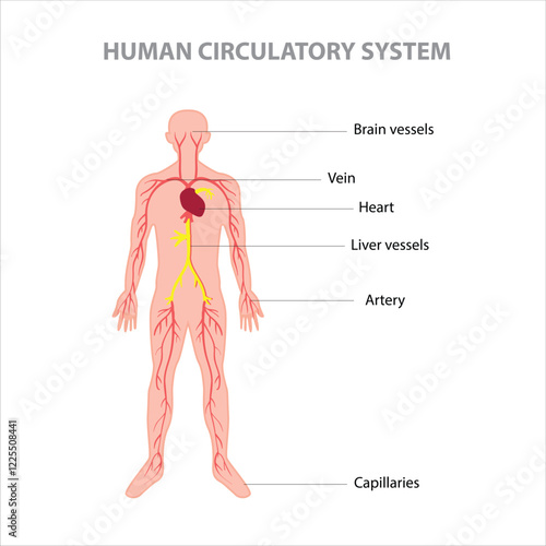 labeled diagram of the human circulatory system, highlighting the brain vessels, vein, heart, liver vessels, artery, and capillaries.