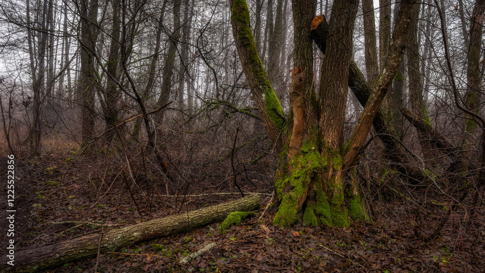 tranquil autumn or spring forest with bare trees, bushes, fallen trunk and foggy haze in the background. horizontal photo with side view of wild nature landscape tranquil autumn or spring forest with bare trees, bushes, fallen trunk and foggy haze in the background. horizontal photo with side view of wild nature landscape